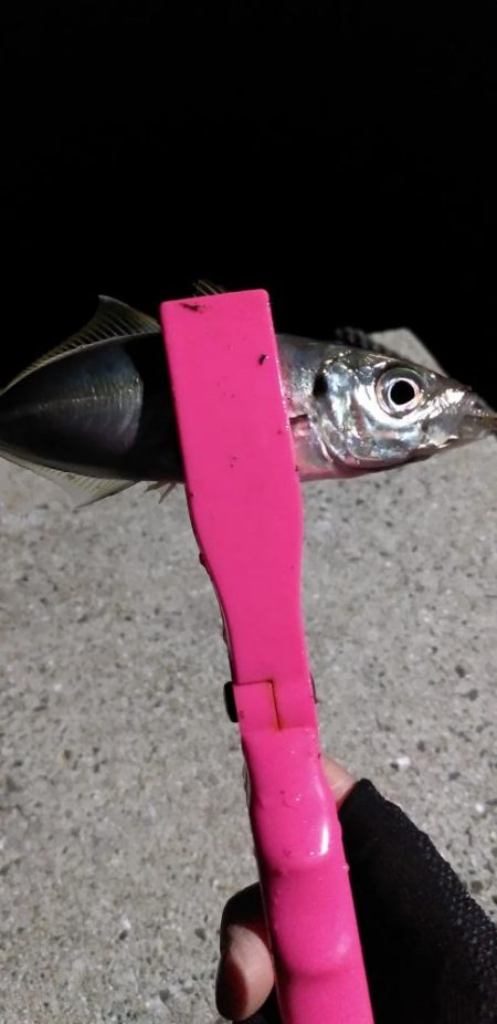 アジング～シーバス